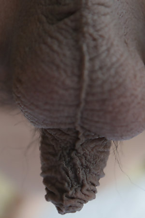 19 year old girlie Thai shemale with small tits gets a facial